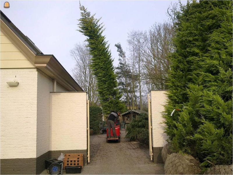 Planten bomen, rooien bomen en stronken, afvoeren snoeiafval